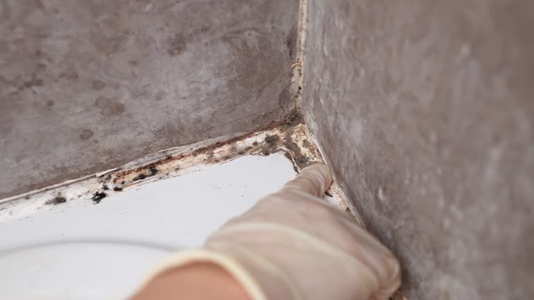  Poplar Bluff, MO Mold Removal Pros