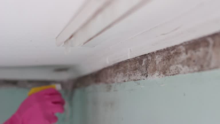 Best Asbestos and Lead Testing During Mold Inspection  in Poplar Bluff, MO